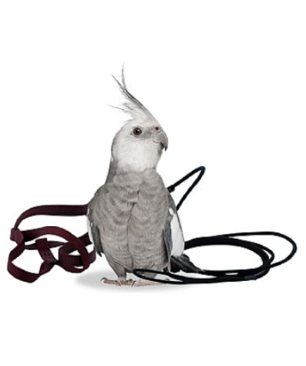 The Aviator Parrot Harness - Petite - 4 Colours